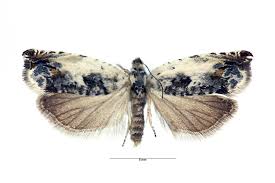 Attēlu rezultāti vaicājumam “Ancylis laetana”