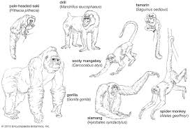 Attēlu rezultāti vaicājumam “Primates”