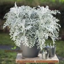 Image result for Cineraria maritima