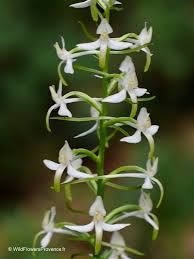 Attēlu rezultāti vaicājumam “Platanthera bifolia flower”