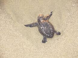 Image result for Lepidochelys olivacea