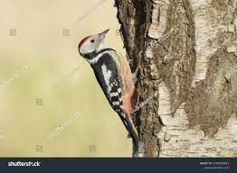 Attēlu rezultāti vaicājumam “Dendrocopos medius nest”