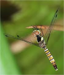 Attēlu rezultāti vaicājumam “Licea pygmaea”