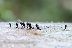 Attēlu rezultāti vaicājumam “Hemitrichia sordivesiculosa sessile”