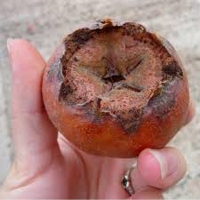 Attēlu rezultāti vaicājumam “Mespilus germanica fruit”