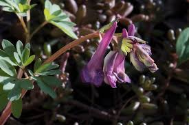 Attēlu rezultāti vaicājumam “Corydalis intermedia flower”