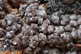 Attēlu rezultāti vaicājumam “Vouauxiomyces santessonii”