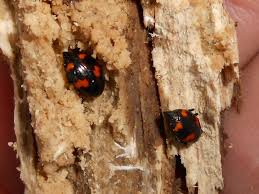 Attēlu rezultāti vaicājumam “Scaphidium quadrimaculatum”