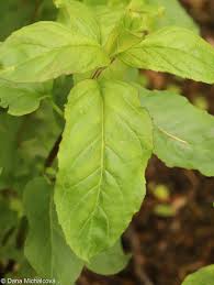 Attēlu rezultāti vaicājumam “Mentha aquatica leaf”