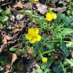 Attēlu rezultāti vaicājumam “Ranunculus auricomus leaf”