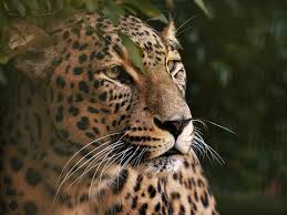 Afbeeldingsresultaat voor panters