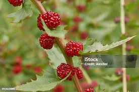 Attēlu rezultāti vaicājumam “Atriplex patula fruit”