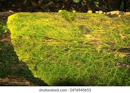 Attēlu rezultāti vaicājumam “Physaraceae”