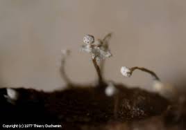 Attēlu rezultāti vaicājumam “Didymium verrucisporum”