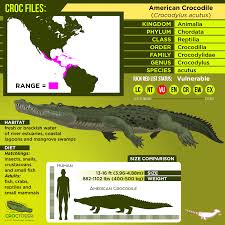 Image result for Crocodylus acutus