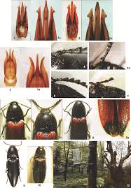 Attēlu rezultāti vaicājumam “Ampedus sp.”