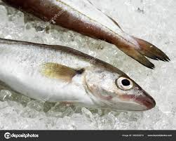 Image result for Merlangius merlangus