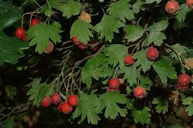 Attēlu rezultāti vaicājumam “Crataegus”