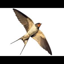 Attēlu rezultāti vaicājumam “Hirundo rustica adult”