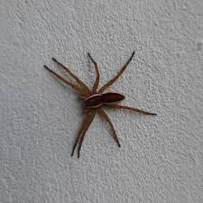 Attēlu rezultāti vaicājumam “Dolomedes fimbriatus”