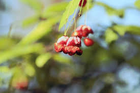 Attēlu rezultāti vaicājumam “Euonymus verrucosus fruit”