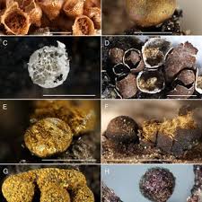 Attēlu rezultāti vaicājumam “Dianema depressum macro”