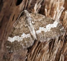 Attēlu rezultāti vaicājumam “Perizoma affinitata”