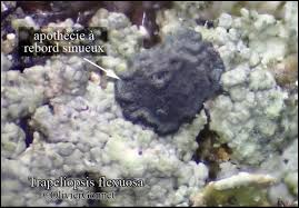 Attēlu rezultāti vaicājumam “Trapeliopsis flexuosa”