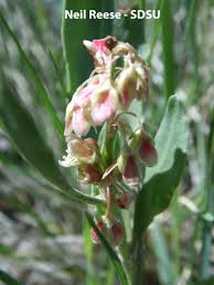 Attēlu rezultāti vaicājumam “Polygonaceae”