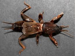 Attēlu rezultāti vaicājumam “Gryllotalpa gryllotalpa”