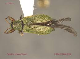 Attēlu rezultāti vaicājumam “Phyllobius”