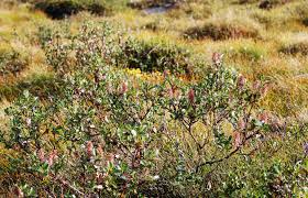 Attēlu rezultāti vaicājumam “Salix myrsinifolia female flower”