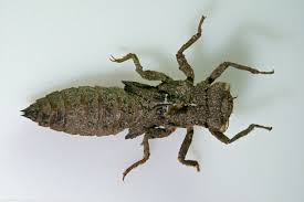 Attēlu rezultāti vaicājumam “Scardia boletella exuvia”