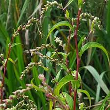 Attēlu rezultāti vaicājumam “Persicaria hydropiper”