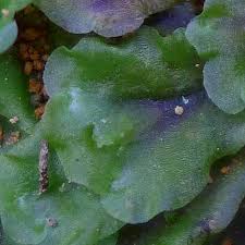 Attēlu rezultāti vaicājumam “Pellia neesiana”