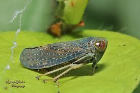 Attēlu rezultāti vaicājumam “Cicadellidae”