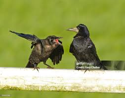 Attēlu rezultāti vaicājumam “Corvus frugilegus”