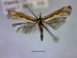 Attēlu rezultāti vaicājumam “Plutellidae”