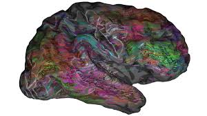 Image result for map of the brain