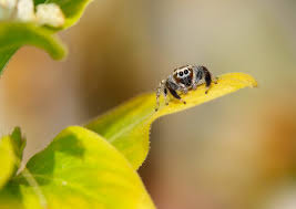 Attēlu rezultāti vaicājumam “Aranei exuvia”