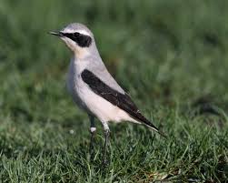 Image result for Oenanthe oenanthe