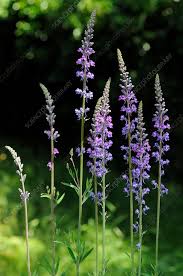 Image result for Linaria purpurea