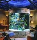 Fish Tanks| What are the advantages acrylic fish tanks? | petmania.