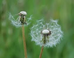 Attēlu rezultāti vaicājumam “Taraxacum officinale aggr.”