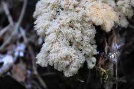 Attēlu rezultāti vaicājumam “Didymium spongiosum spores”