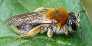 Attēlu rezultāti vaicājumam “Andrena haemorrhoa female”