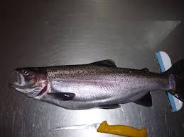 Image result for Wakefield Angling Club