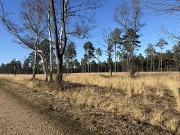 Image result for Bracknell Forest Runners