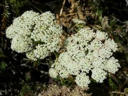 Attēlu rezultāti vaicājumam “Libanotis montana”