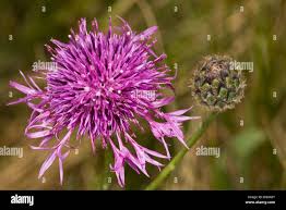 Attēlu rezultāti vaicājumam “Centaurea scabiosa bud”